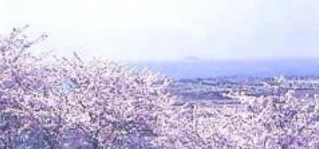 日笠山の桜