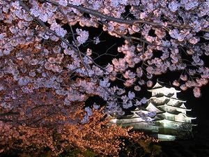 夜桜② (1)